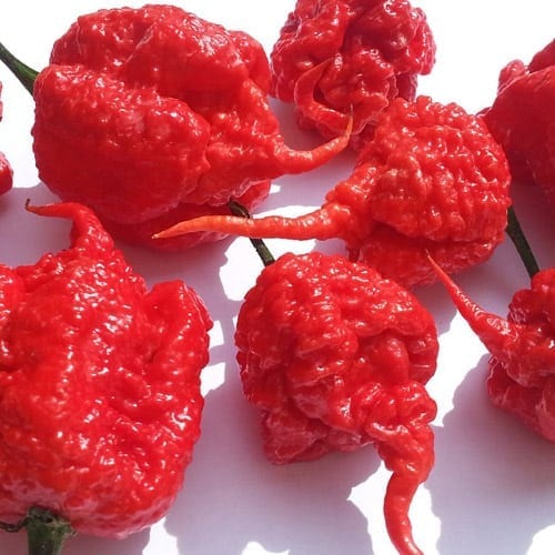EXTRA Hot 6 pack